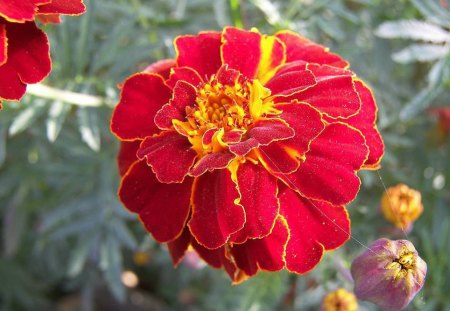 Carnation flower - Red, flower, green, leaves