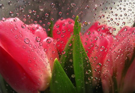 Tulips w/Droplets - flowers, tulips, fresh, droplets