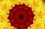 RED ROSE ON YELLOW