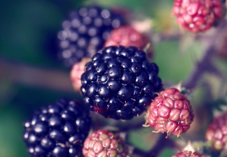 Berries - World, Fruits, Nature, Flowers