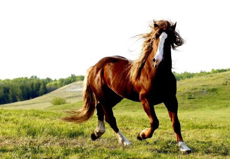 FREE RUN - Animal World, HD, win7 wallpaper, horse