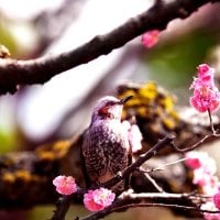 SPRING BIRD