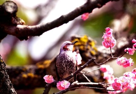 SPRING BIRD - bird, flowers, spring, tree, branch