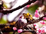 SPRING BIRD