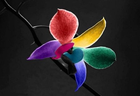 Colorful Orchids - orchids, beautiful, colorful, color, lovely, flower