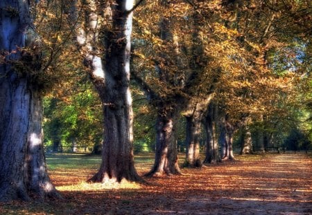 a line of trees in a park at fall - leaves, autumn, trees, line