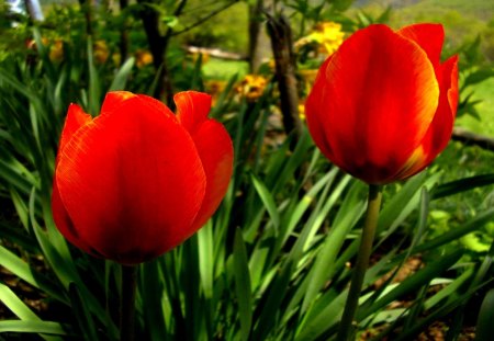 TULIPS - spring, nature, tulips, grass