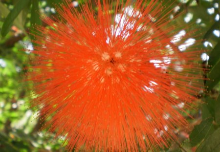 Spark Flower - flower, orange, green, leaves