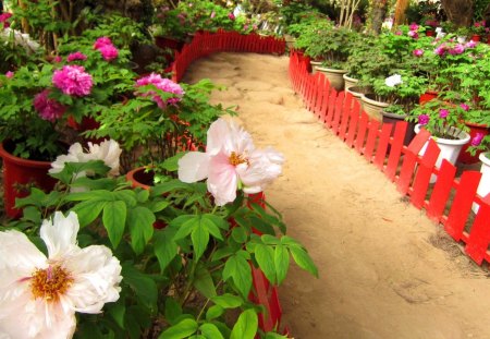 Beautiful garden - peony, garden, flower, beautiful