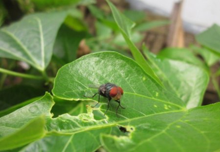 fly - lalat, ade, laleur, fly, eye, bug, mata