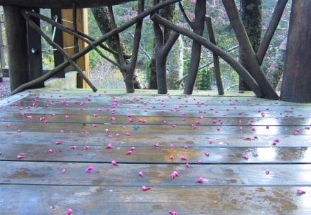 Sakura fallen flowers - observation deck, floor, fallen flowers, sakura, wood