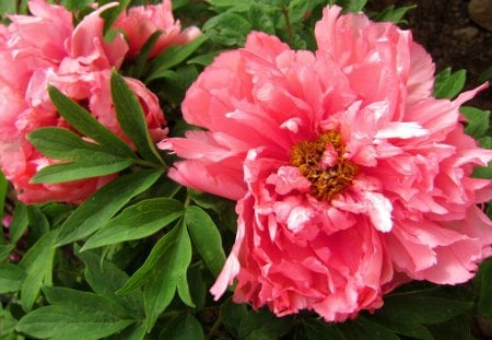 Beautiful Peony - bright, peony, lovely, beautiful