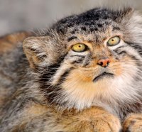 Pallas Cat