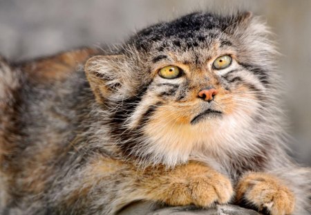 Pallas Cat