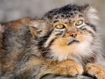 Pallas Cat