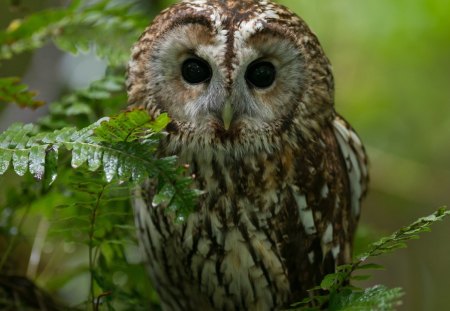 Owl - nature, wild, beautiful, owl, bird