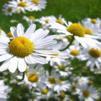Daisies