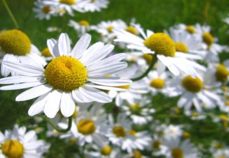 Daisies - summer, daisy, daisies, flower