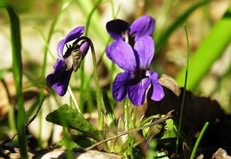 Violet Flowers - summer, field, flowers, violet