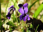 Violet Flowers