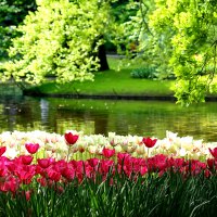 Keukenhof gardens