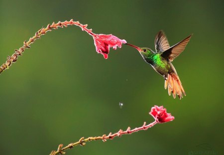 Sweet sip - flowers, nectar, bird, hummingbird