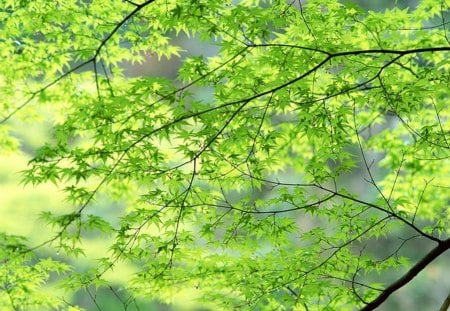 Spring branches - green, trees, branch, spring