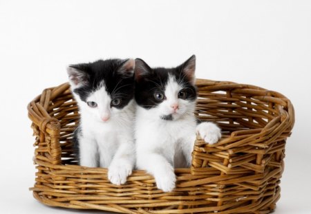 Pablito and Lolita - white, animal, pink, cute, black, kitten, cat, basket