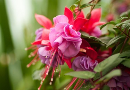 Beautiful Flowers - flowers, beautiful, purple, pink