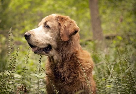 Dog - face, pretty, playful dog, cute, animals, beauty, beautiful, sweet, puppy, bubbles, playful, dogs, puppies, pay, lovely, dog face