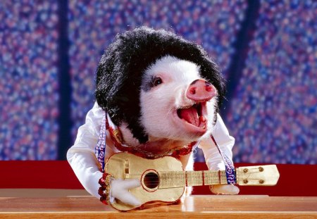 Pig - Elvis - guitar, elvis, pig, animal, music