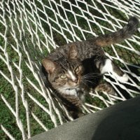 Kitten laying a hammock