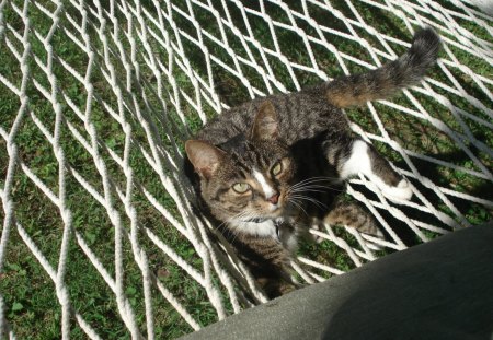 Kitten laying a hammock - kitten, feline, hammock, cute, paws