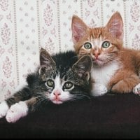 Two kittens