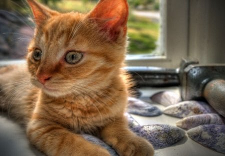 Tabby cat - laying, bed, window, tabby, orange, cat