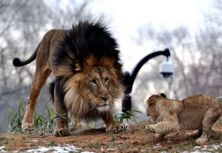 New king - male, danger, cub, mane, lion, fear