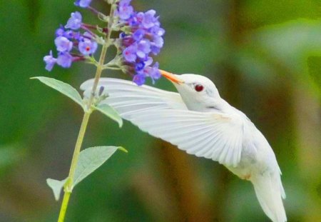 Albino - bird, white, hummingbird, flower, albino