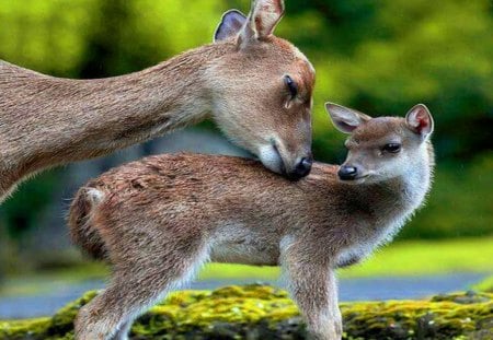 Tender touch - mother, love, fawn, deer