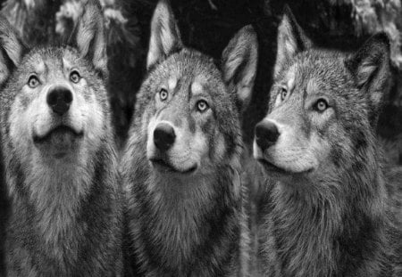 Beautiful Wolves - dogs, wolves, black and white photo, animals