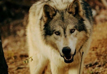 Close Up - wolf, nature, animals, dogs, other