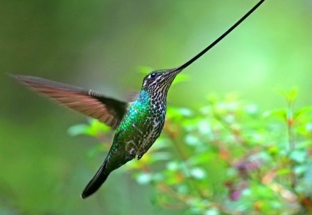 Hummer beauty - green, flowers, bird, hummingbird