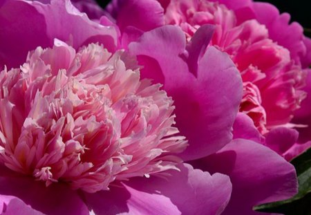 Up close to beauty - flowers, peonies, purple, pink