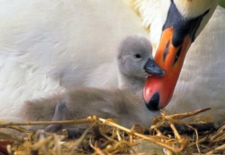 Tender care - love, swans, mother, cygnet, birds