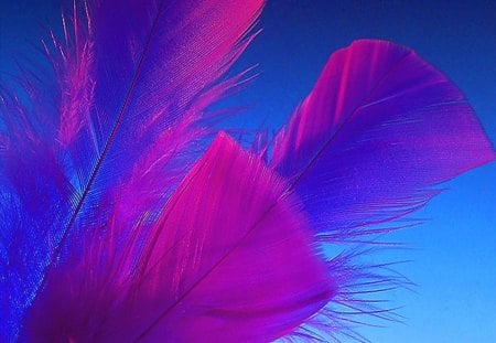 Indigo - feathers, indigo, beauty, blue