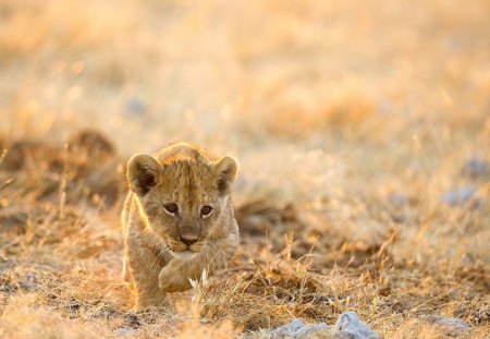 Little lion - sleepy, cute, beautiful, cat, sleeping, kitty, cats, hat, cat face, paws, face, animals, pretty, beauty, sweet, kitten, lovely