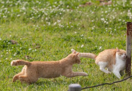 Ouhhhhhh !! - sleepy, cute, beautiful, cat, sleeping, kitty, cats, hat, cat face, paws, face, animals, pretty, beauty, sweet, kitten, lovely