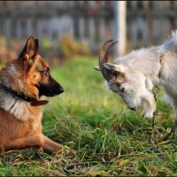 German shepherd and goat