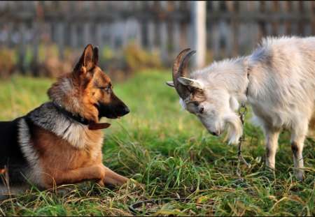 German shepherd and goat - face, pretty, playful dog, cute, animals, beauty, beautiful, sweet, puppy, bubbles, playful, dogs, puppies, pay, lovely, dog face