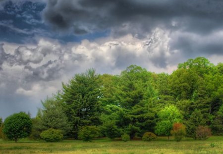 forest - fun, forest, nature, clouds