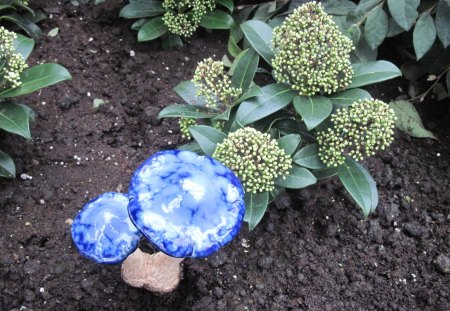 Conservatory of flowers in Edmonton 06 - soil, Flowers, blue, garden, green, photography, brown, plants